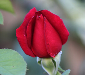 Hybrid Tea Papa Meilland is a legend in the rose world due to its name – in honour of a Doyen in...