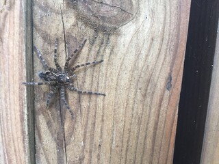 Single Scary Halloween Spider on rustic wooden board post building cobweb or spiderweb Halloween Background, Concept of horror and scary