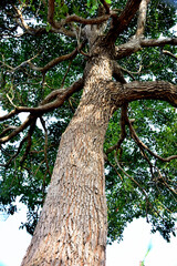 tree in the forest