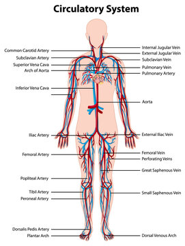 Anatomy of circulatory system