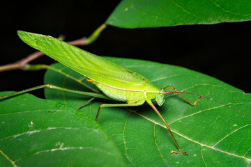 Closeup green grasshopper on green leaf.