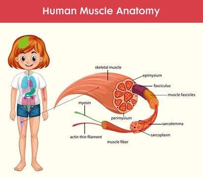 Human Muscle Anatomy Infographic With Body