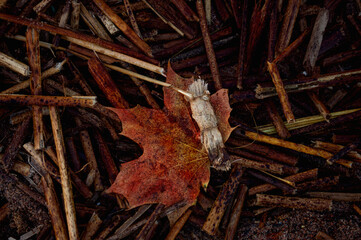 Red old maple leaf close-up on a background of reeds. Autumn beach, horizontal photography.