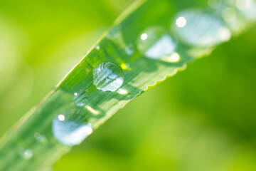 草の葉についた朝露