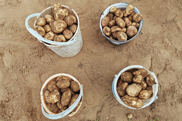 potatoes in buckets on the field