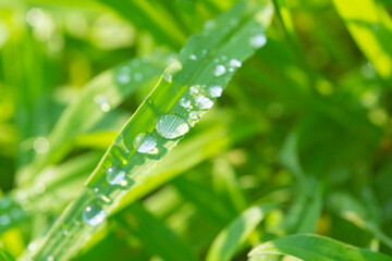 草の葉についた朝露