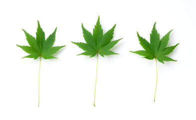 Green leaves on a white background