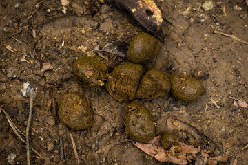 Close-up of fresh horse manure