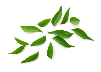 Curry leaves on a white background