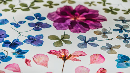 Pressed floral background on light table