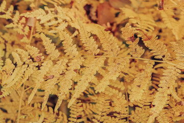 Yellowed aged fern leaves in the forest. Autumn nature seasonal background.