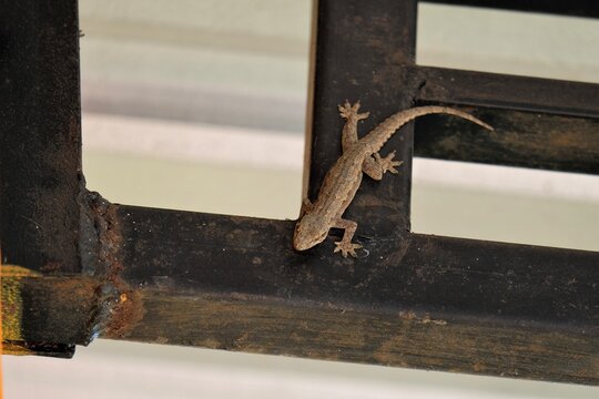 The striped lizard is waiting for its prey