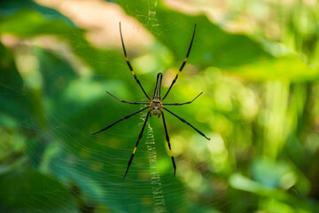 Spider
