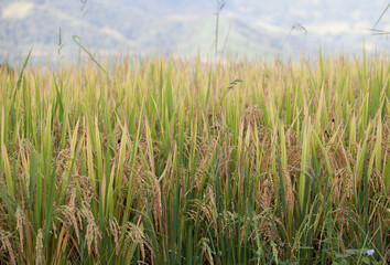 Laocai Vietnam. Vietnam Paddy fields, terraced culture, Sapa, Vietnam