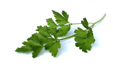 One branch of green parsley on a white background
