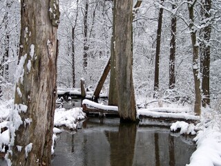 Creek Flowing Through Snow-Covered Trees