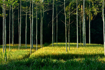 Fototapeta premium trees in the park