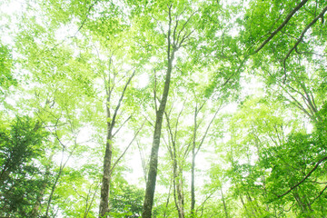 森の木々　愛知県豊田市　稲武地区　日本