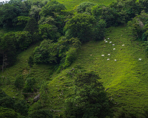 Cows in nature, Costa Rica