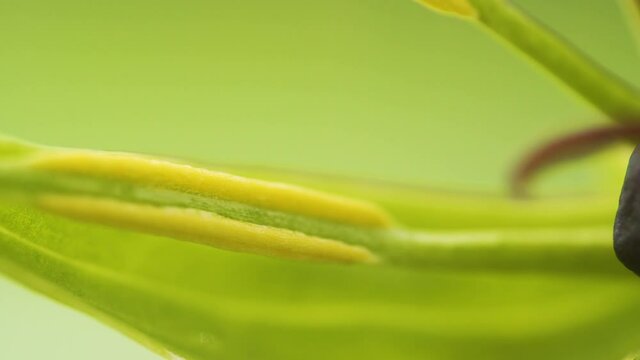 A macro shot of the black stamen of the herb-paris plant
