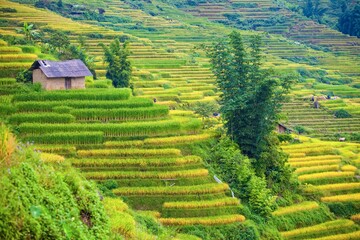 Terrace rice field and mountain view, Sapa, Vietnam Vietnam landscapes.