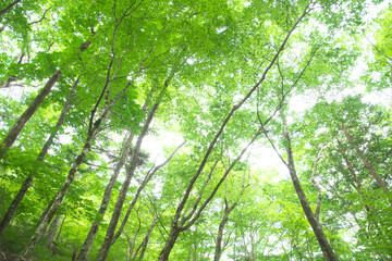 森の木々　愛知県豊田市　稲武地区　日本
