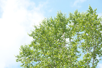 森の木々　愛知県豊田市　稲武地区　日本