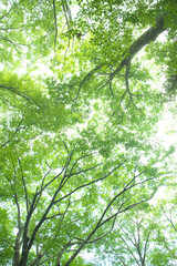 森の木々　愛知県豊田市　稲武地区　日本