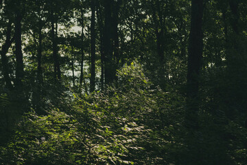 morning in the forest