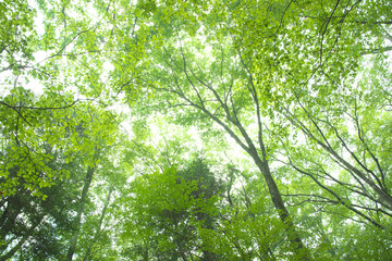 Obraz premium 森の木々 愛知県豊田市 稲武地区 日本