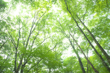 Obraz premium 森の木々 愛知県豊田市 稲武地区 日本