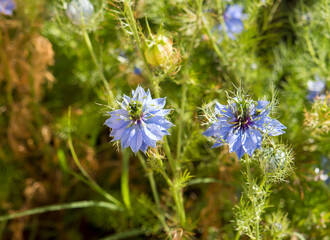 Ethereal  wispy pale blue flowers of Nigella damascena , love-in-a-mist, ragged lady or devil in the bush, an annual garden flowering plant,in the  buttercup family Ranunculaceae.