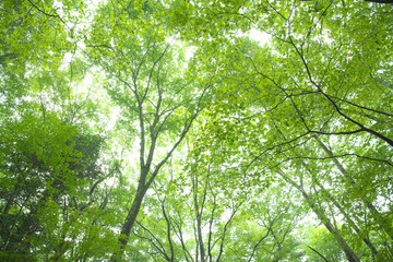 森の木々　愛知県豊田市　稲武地区　日本