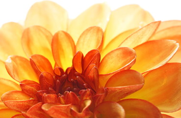Fototapeta premium Very luminous extreme close up full frame of a yellow and orange dahlia flower 