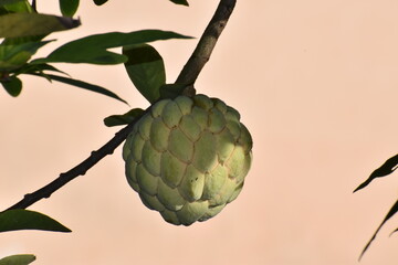 artichoke on a tree