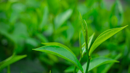 Fototapeta na wymiar closeup top of Green tea leaf in the morning, tea plantation, blurred background.