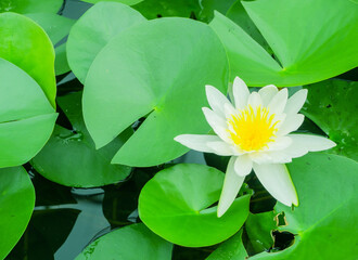 Beautiful white waterlily or lotus flower with green leaf in pond.
