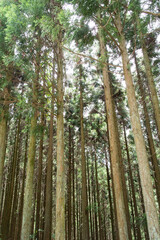 Fototapeta premium 杉林