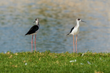 Obraz premium Pair of Black-winged Stilts Himantopus himantopus Costa Ballena Cadiz