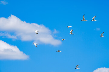A flock of sea gulls flying in the blue sky against the background of cumulus clouds. Lovely wild birds on a sunny summer day.