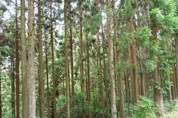 Obraz premium 杉林