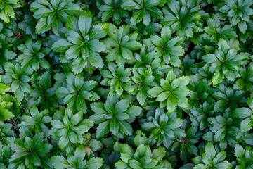 Green foliage of Japanese Pachysandra as a nature background
