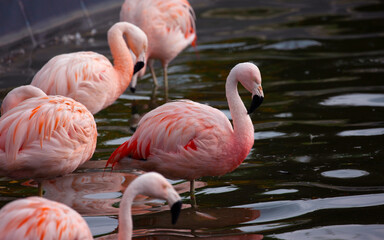 Flamingo in Rosmond Zoo at Syracuse,  preparing for a snap.