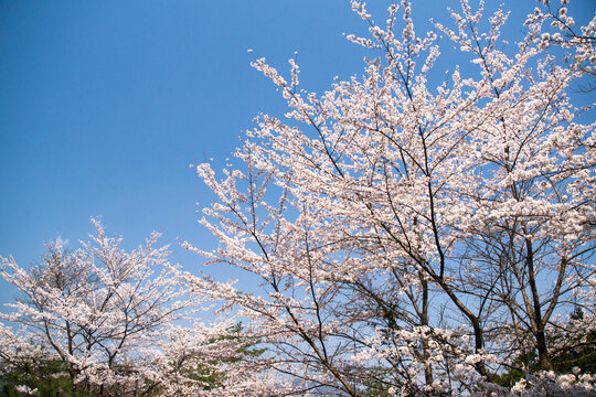 487 件の最適な 竹田城 画像 ストック写真 ベクター Adobe Stock 487 件の最適な 竹田城 画像 ストック写真 ベクター Adobe Stock
