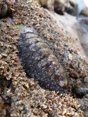 The spiny chiton (Acanthopleura echinata) in the intertidal zone of Los Organos, Peru