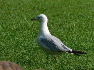 Obraz premium Mouette seagull
