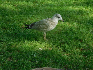 Mouette
seagull