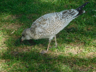Mouette
seagull