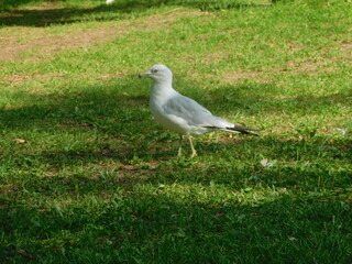 Mouette
seagull