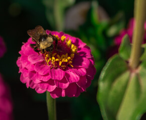 Pollinating Bee